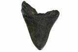 Bargain, Fossil Megalodon Tooth - South Carolina #162342-1